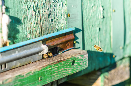Bee flies into hive, bees and hive - bees bring honey to hive. Beekeeping. Old green beehive