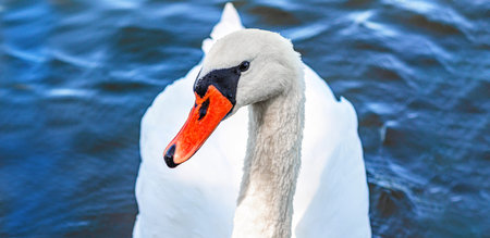 Front view of white swan on blue dark lake. Curved long neck. Wild waterfowl in nature in summer