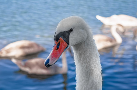 Close-up white swan's head looking at camera. Gentle feathers. Background of blurred swans on lakeの写真素材