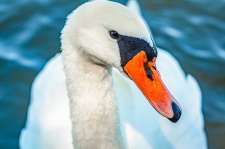 Front view of white swan on blue dark lake. Curved long neck. Wild waterfowl in nature in summerの写真素材