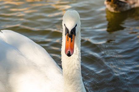 White swan on blue dark surface of lake, circles on the water. Gray waterfowl floats nearbyの写真素材