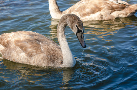 Gray swan, head and neck close-up, black beak. Drops of water. Waterfowl in the natural environmentの写真素材