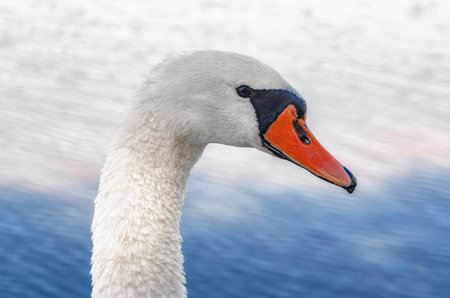 Close-up of head white swan with typical curved neck and orange beak. Blurred blue water backgroundの写真素材