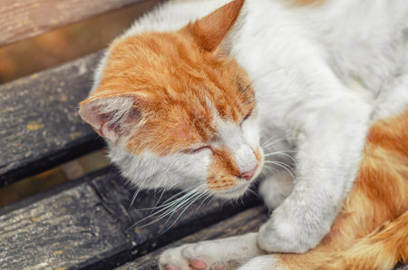 Street red and white fluffy cat lies on a wooden bench. Cute photo of yard cat in profileの写真素材