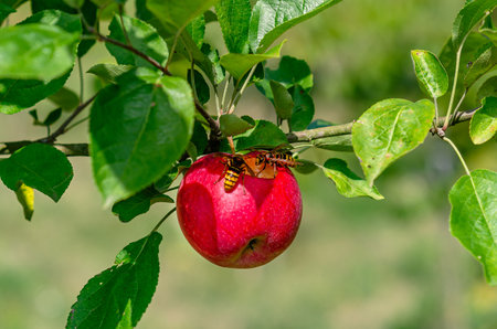 Wasps eat ripe apple. Red apple with hole hanging on branch. Apple orchard with insects in autumnの写真素材