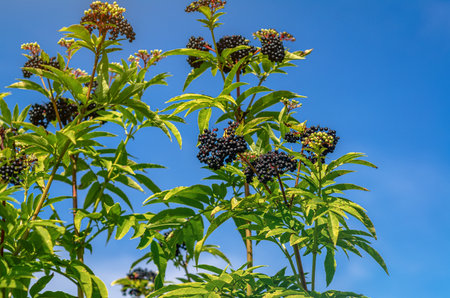 Black elder on green bush against blue sky. Autumn soothing landscape. Blurred background, sunny dayの写真素材