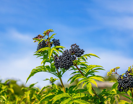 Black elder on green bush against blue sky. Autumn soothing landscape. Blurred background, sunny dayの写真素材