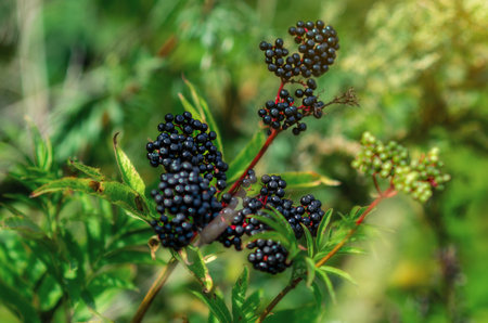 Black elderberries gathered in a pile. Elderberry berries contain very valuable nutrients. Blurry.