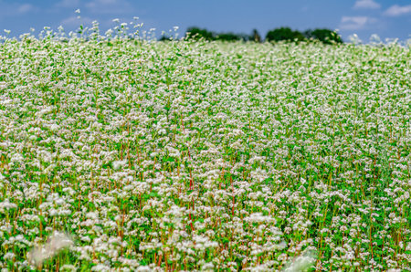 Buckwheat agricultural farm. Spring field is blooming with buckwheat. Healthy food and quercetinの写真素材