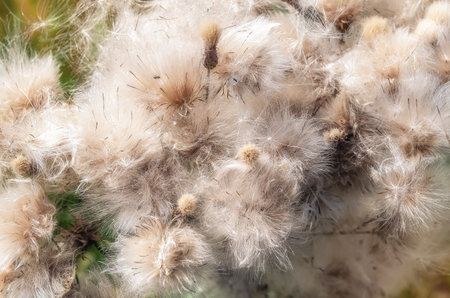 Close up cotton-like dried creeping thistle or field thistle. Floral autumn background fluffy seedsの写真素材