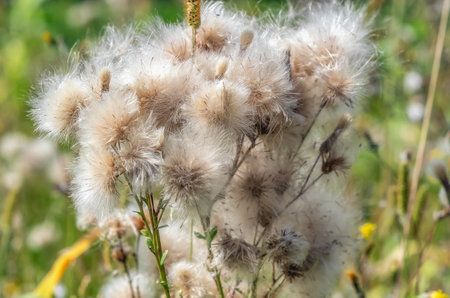 Close up cotton-like dried creeping thistle or field thistle. Floral autumn background fluffy seedsの写真素材
