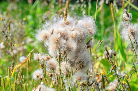 Cotton-like dried creeping thistle or field thistle. Floral autumn backdrop of dry fluffy seeds