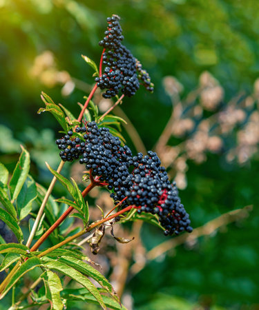 Side view of black elderberry berries gathered in a pile. Elderberry contains very valuable nutrientsの写真素材