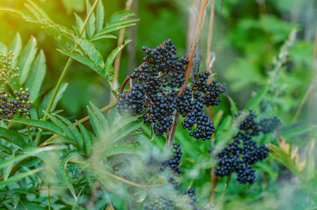 Inflorescence of black elder berries among thesetles. European elder. Medicinal plants. Selective...