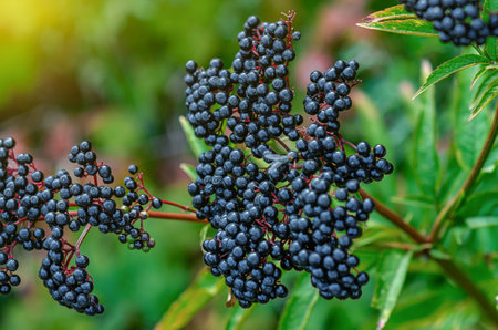 Fly in detail on berries. Bunch of ripe elderberries with dark purple-black fruitsの写真素材