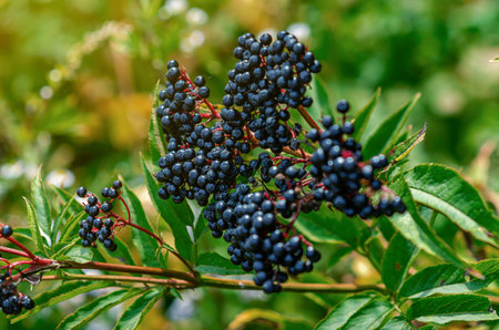 Black elderberries gathered in a pile. Elderberry berries contain very valuable nutrients. Blurry.の写真素材