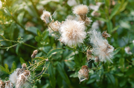 Cotton-like dried creeping thistle or field thistle. Floral autumn backdrop of dry fluffy seedsの写真素材