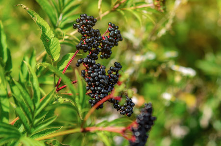 Bunch of black elderberry in sunlight. Healing homeopathic plants. Selective focus. Blurred backgroundの写真素材