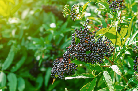 Bunch of black elderberry. Healing homeopathic plants. Selective soft focus. Floral wallpaperの写真素材