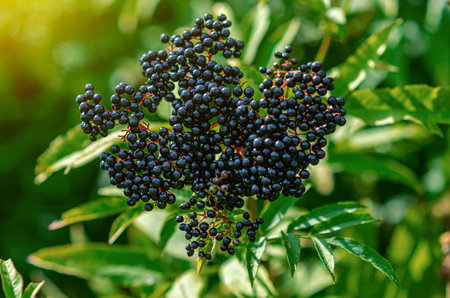 Large bunch of black elderberries. Clear photo for illustrations. Blurred backgroundの写真素材