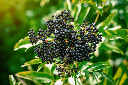 Large bunch of black elderberries. Clear photo for illustrations. Blurred backgroundの写真素材