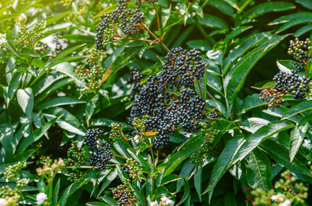 Black bunches of ripe black elderberry, medicinal plant, lung diseases, coronavirus treatment, natural remedies.の写真素材