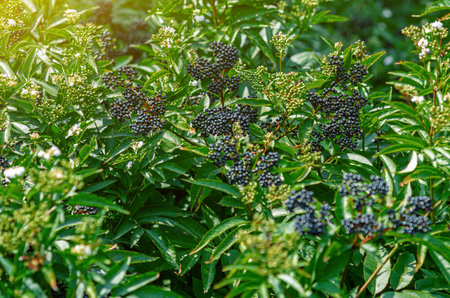 Black bunches of ripe black elderberry, medicinal plant, lung diseases, coronavirus treatment, natural remedies.の写真素材