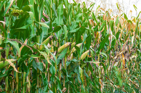 Green corn field with ripe corn ready for harvest. Side view The concept of bountiful harvestの写真素材