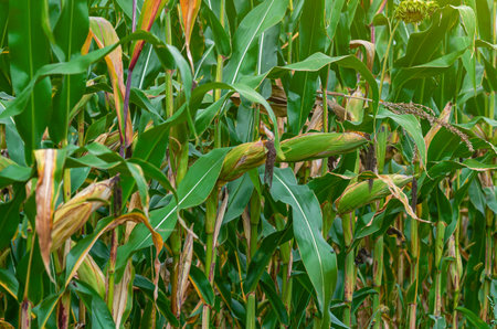 Green corn field with ripe corn ready for harvest. Drying time. Concept of bountiful harvestの写真素材