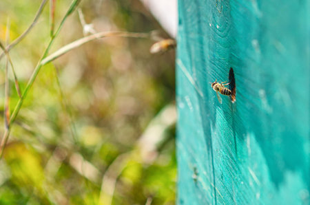 Bee flies out of hive, macro photo. Production of honey. Blurred background. Old green beehive