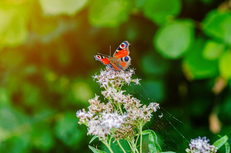 Peacock butterfly Aglais Inachis collects nectar from purple flowers. Detailed photo of butterfly