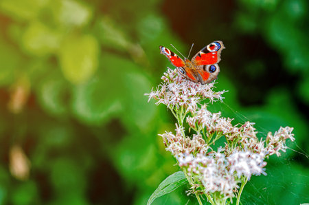 Peacock butterfly Aglais Inachis collects nectar from purple flowers. Detailed photo of butterfly