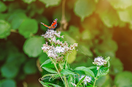 Sun's rays illuminate butterfly sitting on flower. Blurred green background