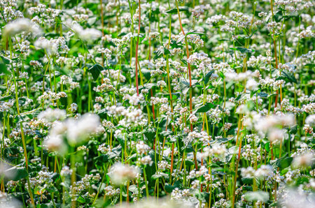 Abstract background white buckwheat flower on green stem. Spring blooming concept. Selective focusの写真素材