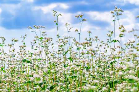 Blossom buckwheat flowers against blue sky with white clouds. Low viewing angle. Selective focusの写真素材