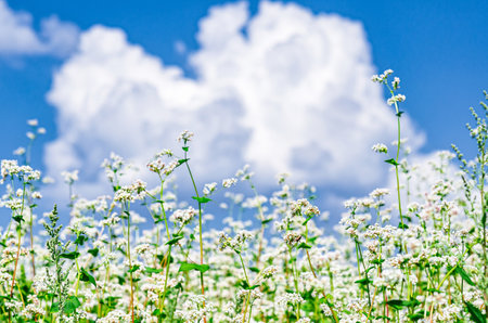Blossom buckwheat flowers against blue sky with white clouds. Low viewing angle. Selective focusの写真素材