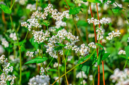 Field of flowering buckwheat (Fagopyrum esculentum),close-up. Botanical collection of edible plants