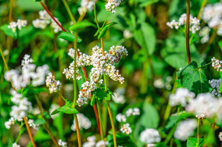Fly on flower. Inflorescence of white buckwheat flower on a long green stem. Spring blooming field