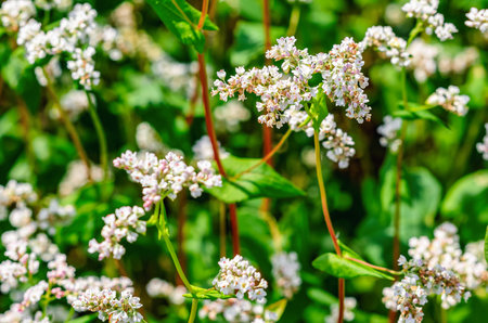 White buckwheat flower on long green stalk in field. Selective focus. Spring blooming concept.