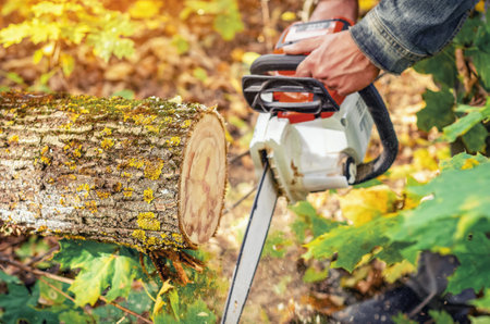 Worker's hands hold chainsaw to cut tree trunk. Autumn cutting of trees in parks and forests. Blurrの写真素材