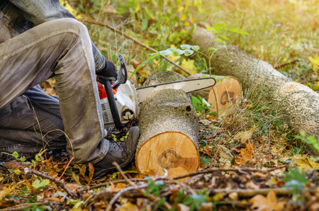 Seasonal thinning of parks, forests, gardens. Man cuts tree trunk with chainsaw. Autumn backgroundの写真素材
