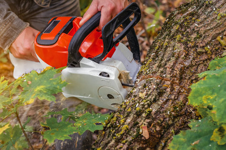 Sharp chainsaw cuts sawn logs in forest with fallen leaves. Harvesting firewood for winter. Closeの写真素材