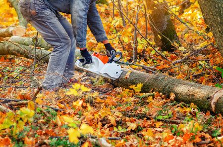 Man in jeans cuts tree trunk with chainsaw. Bright photo with yellow fallen leaves and cut treesの写真素材