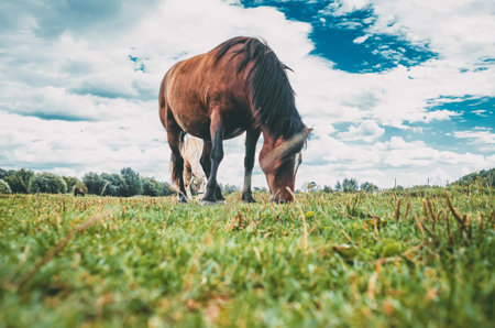 Meadow landscape brown horse with white spot on forehead grazes on grass. Low view angle.の写真素材