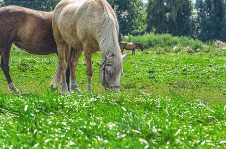 White spotted horse grazes green grass against trees. Nutrition of ungulates. Meadow with horsesの写真素材