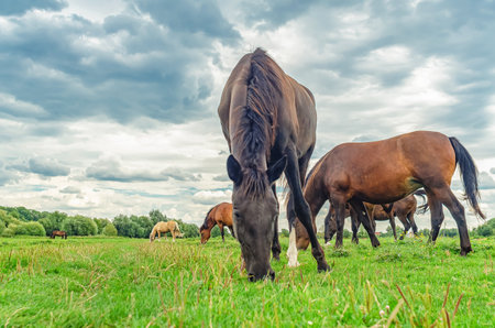 Black horse grazes in meadow with herd of horses. Leg to side. Cloudy gray sky.の写真素材