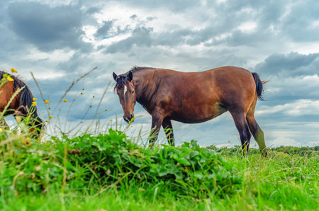 Photo of brown horse in profile, close-up. Horses on flower meadow. Cumulus gray clouds backgroundの写真素材