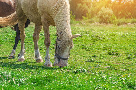 Beige horse grazes on green grass on sunny summer meadow. Horse harness close-up. Horse breedingの写真素材