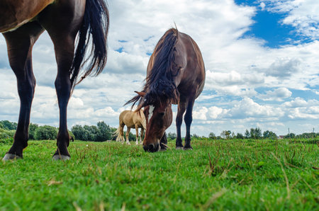 Landscape brown horse with white spot on forehead grazes on grass. Low view angle. Magic skyの写真素材