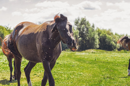 Horse shakes its head with thick dark mane in the pasture, chasing away flies. Veterinary conceptの写真素材